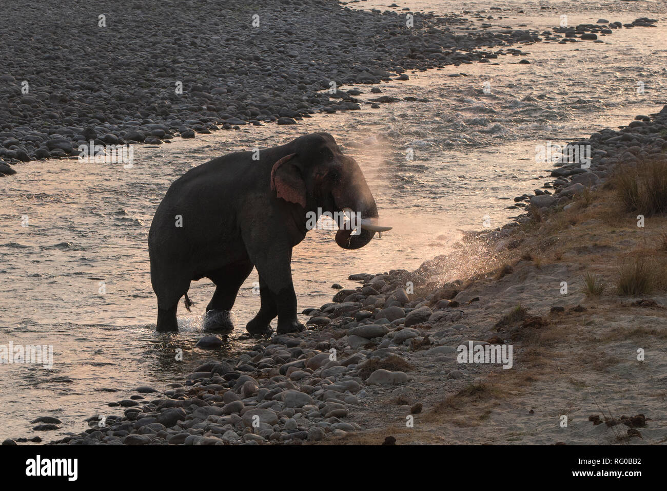 tuskar elephant Stock Photo
