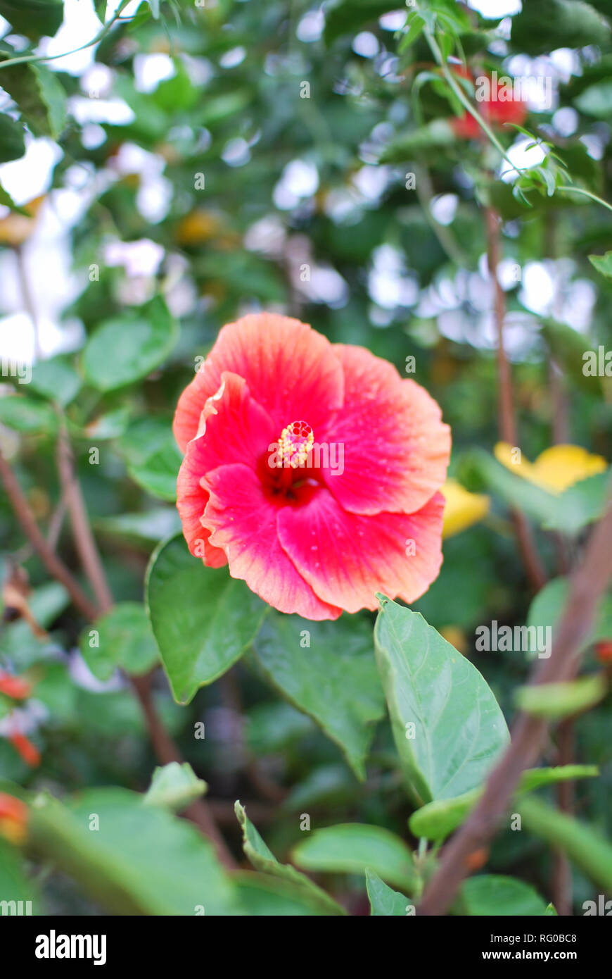 Mauritius tropical exotic flower hires stock photography and images