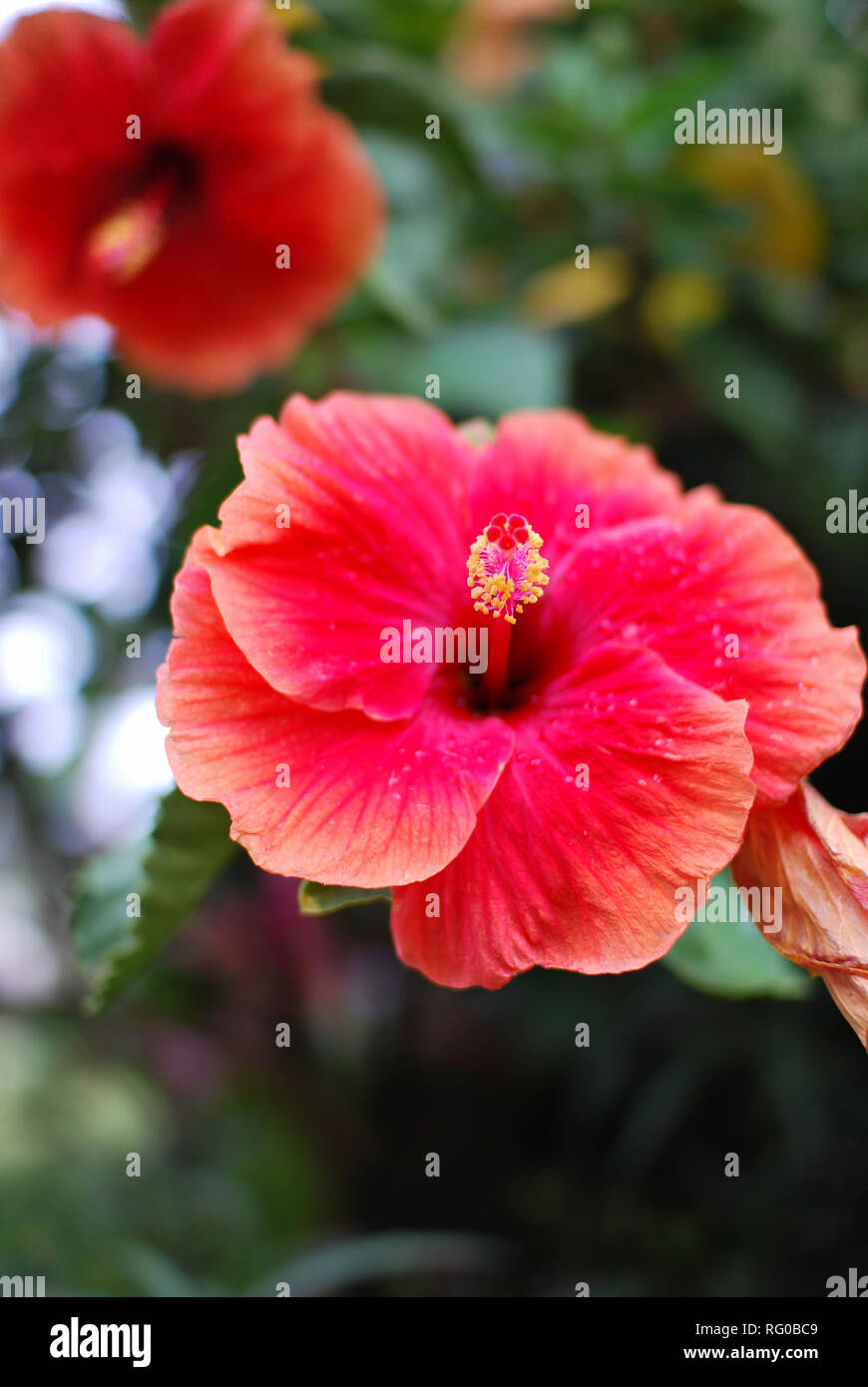 Mauritius tropical exotic flower hires stock photography and images