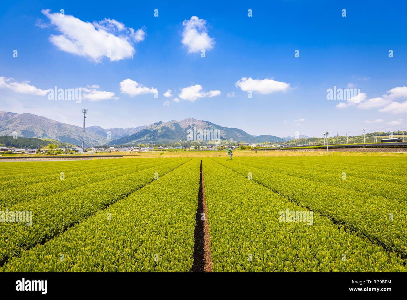 Tea plantation landscape in Yokkaichi, Japan Stock Photo
