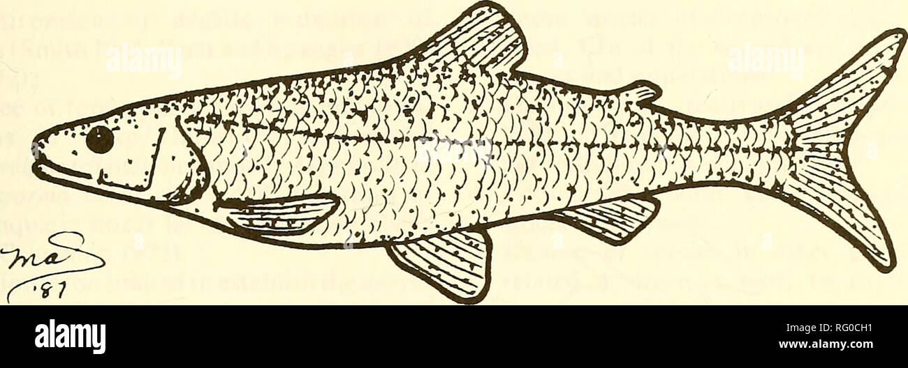 . The Canadian field-naturalist. 1988 Parker: Status of Shortnose Cisco 93. Figure 1. Shortnose Cisco, Coregonus reighardi. (Drawing by M.Service, Department of Fisheries and Oceans). February 1983 — pursuant to Public Act 203), and is legally protected from collection. In the states of Illinois, Indiana, Wisconsin, Minnesota, and New York, Coregonus reighardi is considered to be extirpated. This species is not legally protected in these jurisdictions. Commercial harvest quotas or effort restrictions for deepwater cisco as a group are in effect in Illinois (R. Hess, Illinois Department of Cons Stock Photo