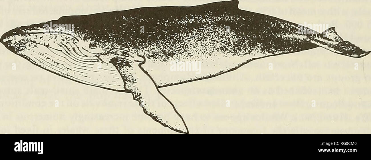 The Canadian Field Naturalist 426 The Canadian Field Naturalist Vol 99 Shape Of Blow Dorsal Fin Flukes On Dive Figure L The Humpback Whale Megaptera Novaeangliae Variation In The Whiteness Of The The Canadian Field Naturalist 426 The Canadian Field Naturalist Vol 99 Shape Of Blow Dorsal Fin Flukes On Dive Figure L The Humpback Whale Megaptera Novaeangliae Variation In The Whiteness Of The