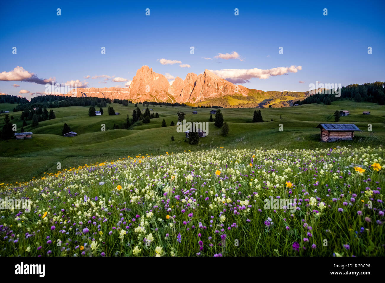 Hilly agricultural countryside with green pastures at Seiser Alm, Alpe di Siusi, the mountain Plattkofel, Sasso Piatto, in the distance, at sunset Stock Photo