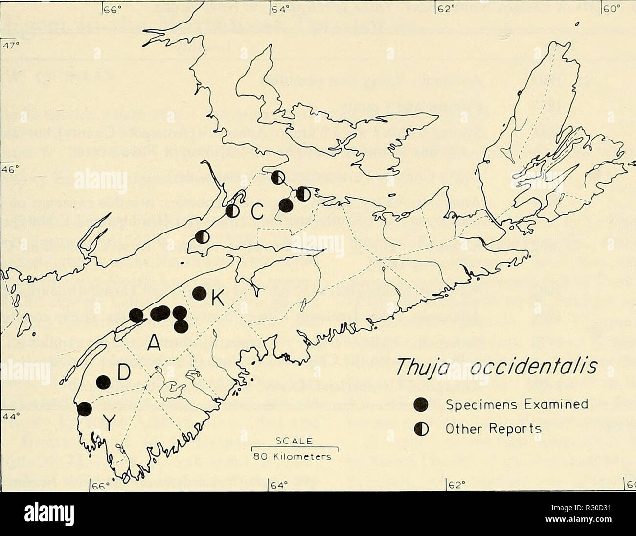 . The Canadian field-naturalist. 1979 Notes 327. Thuja occidenfolis 0 Specimens Examined C Other Reports 30 Kilometers Figure 1. The distribution of Eastern White Cedar, Thuja occidentalis, in Nova Scotia, based on specimens examined at ACAD, DAL, DAO, and NSPM, and on reports obtained through correspondence. A -— Annapohs County, C — Cumberland County, D — Digby County, K  Kings County, Y —- Yarmouth County. highway and the railroad. Cedar, which used to be very common in Cumberland Co., is now rare and there are only a few cedar stands remaining. Department of Lands and Forests, Oxford. S.  Stock Photo
