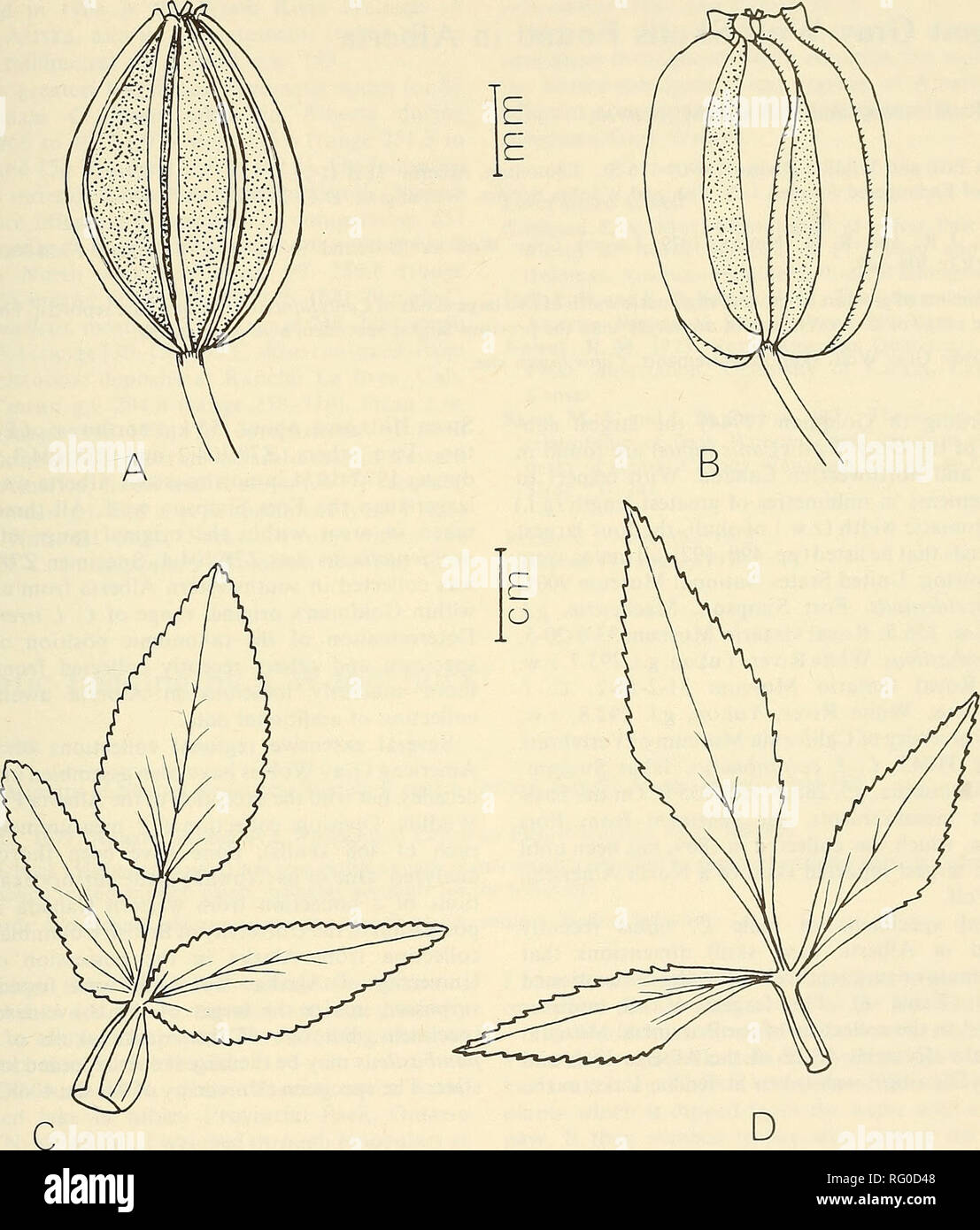 Zizia Aptera High Resolution Stock Photography and Images Alamy
