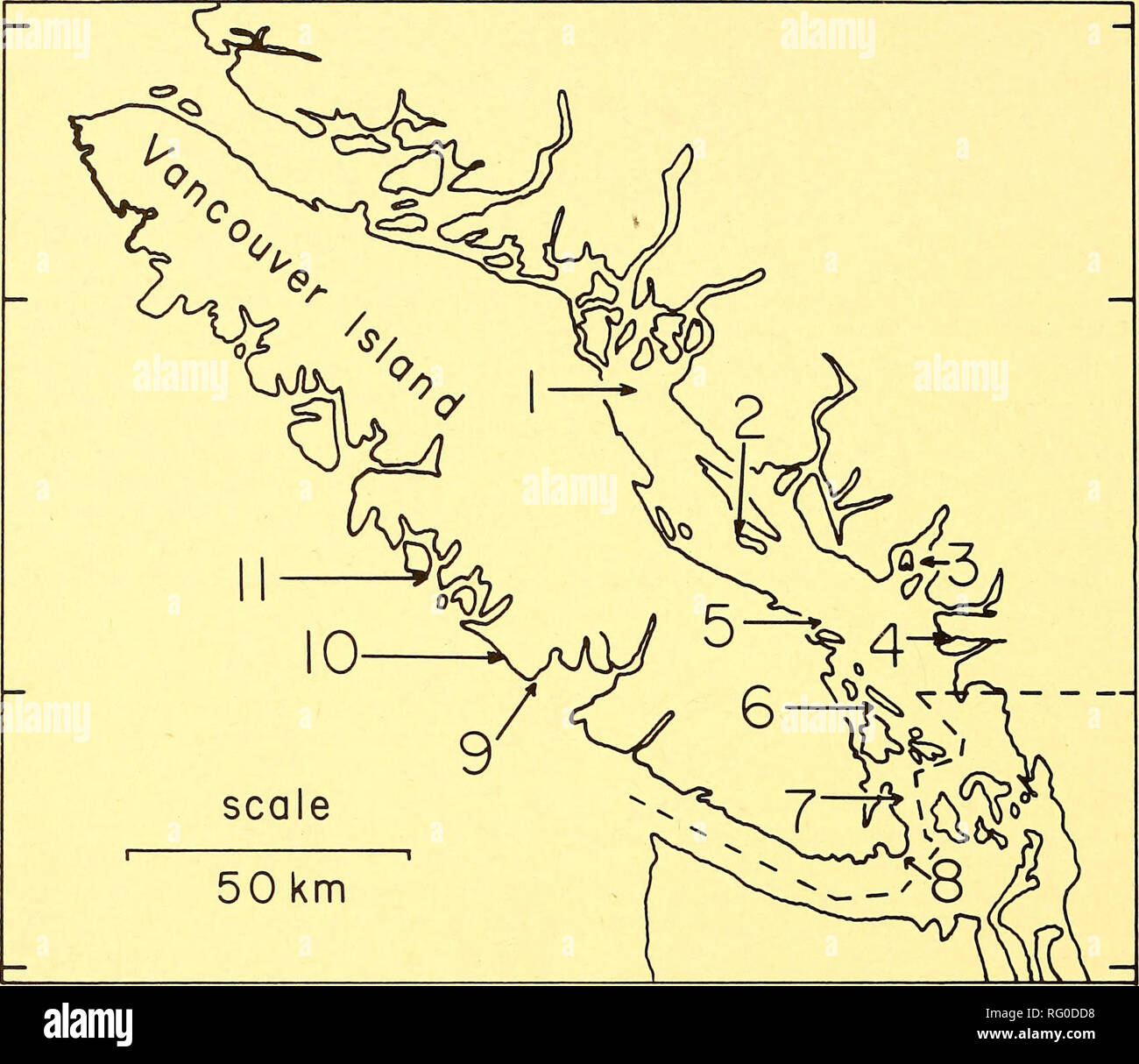 . The Canadian field-naturalist. 316 The Canadian Field-Naturalist Vol. 94. Figure L Location of II Glaucous-winged Gull breeding colonies and banding locations discussed in this study: I — Mitlenatch Island, 2—Lasqueti Island, 3 — Pam, Christie, and Passage Islands (Horseshoe Bay), 4—Westham Island, 5—Snake Island, 6—Ballingal Islet, 7—Mandarte Island, 8—Chain Islets, 9—Ucluelet, 10—Long Beach, 11—South- east Flores Island, all in British Columbia. Mandarte, and Mitlenatch) indicate that the breeding population of Glaucous-winged Gulls has increased about 3.5 times between 1928 and 1974(data  Stock Photo