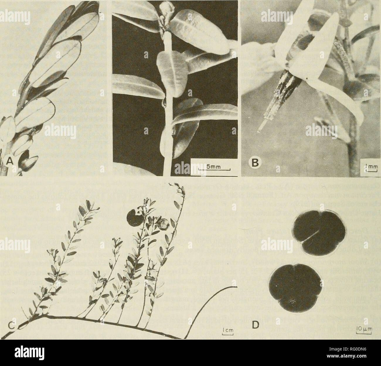 . The Canadian field-naturalist. 90 The Canadian Field-Naturalist Vol. 100. Figure 1. Vegetative and reproductive phases of Oxycoccus macrocarpus (Ait.) Pers. A. Two pliases of cranberry shoot growth. At the right, the shoot has terminated growth in the formation of a flower bud; the shoot at the left is vegetative. (3X) B. Cranberry flower. (4X) C. Cranberry fruits are borne on upright shoots arising from the main stolon. (0.5X) D. Cranberry pollen. (650X) (h) Chromosome numbers: In - lA has been reported by Darrow et al. (1944) and Vander Kloet (1983) from plants collected in eastern North A Stock Photo