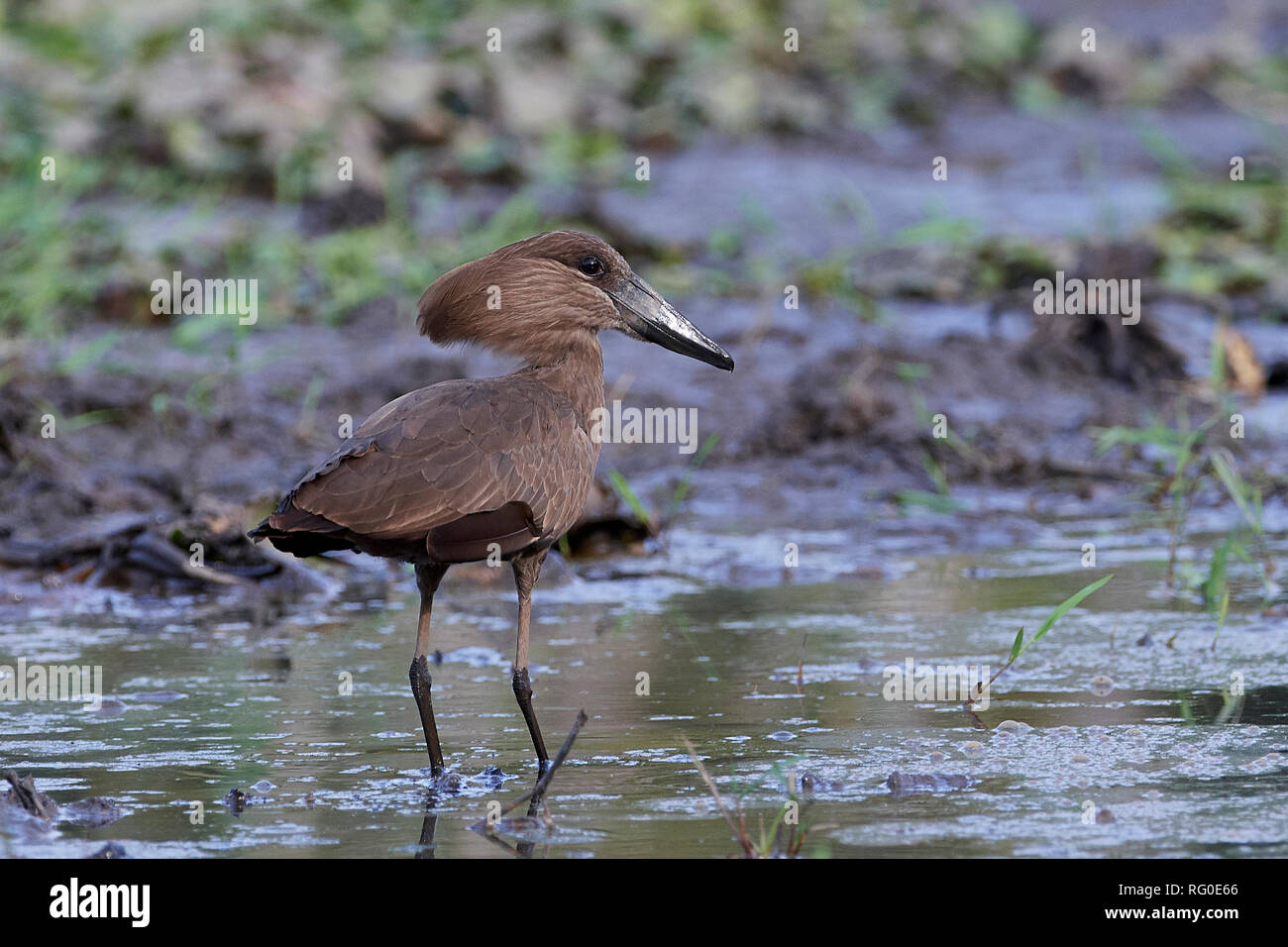 Hamerkop in its natural habitat in Gambia Stock Photo Alamy