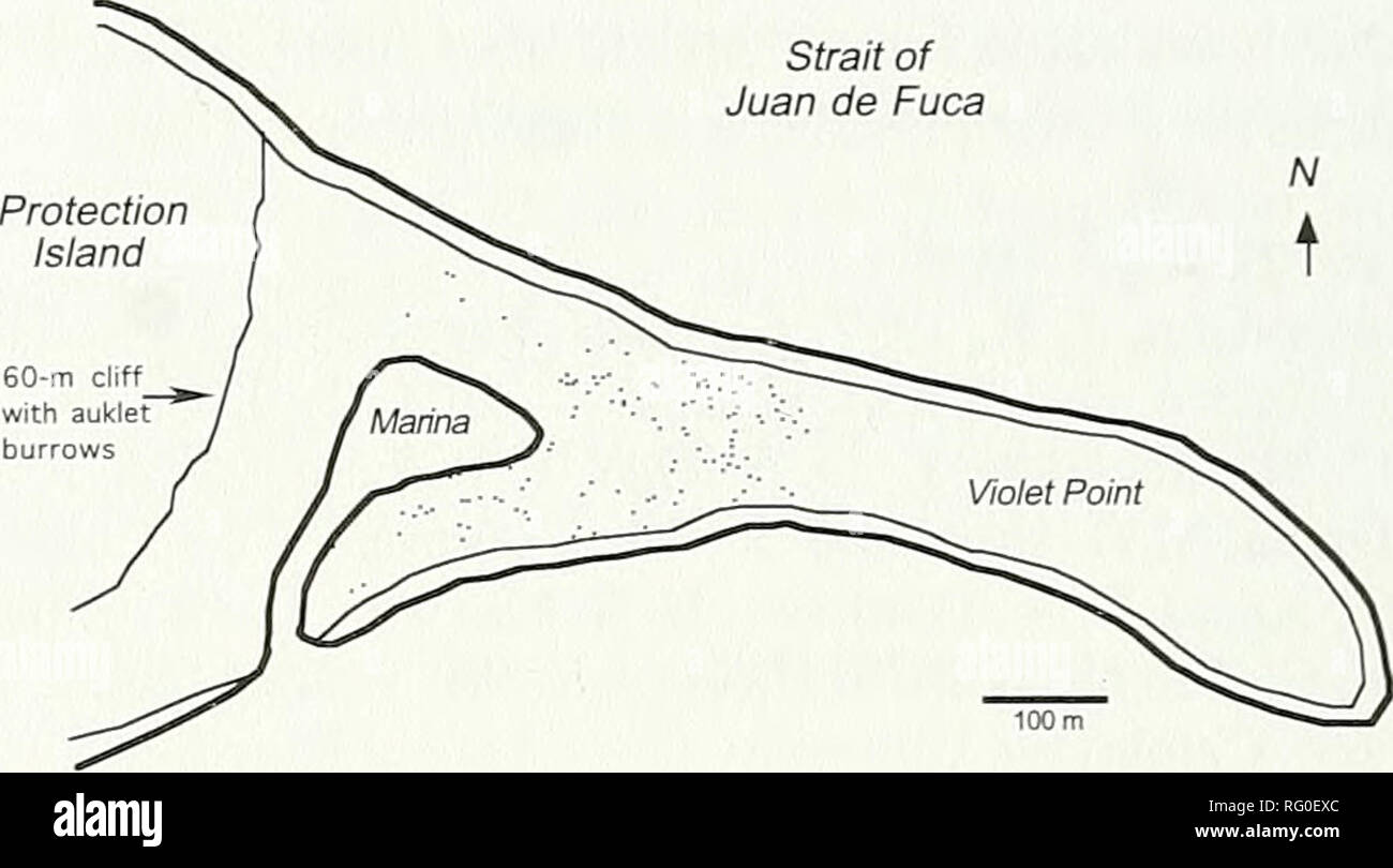 . The Canadian field-naturalist. 616 The Canadian Field-Naturalist Vol. 118 flutter, or fly to the water from their burrows (Lockley 1934; Richai-dson 1961; Gaston and Jones 1998), where- as fledgUng Cassin's Auklets {Ptychorainphus aleuti- cus) fly to the sea after making short "practice flights" (Manuwal 1974). Leschner (1976) found Rhinoceros Auklet fledglings that were too smaU to fly "crouched under rocks or crevices in the morning" on Destruction Island, Washington; this suggested to her "that fledg- lings walk or flutter to the water." Similarly, Wilson (19 Stock Photo