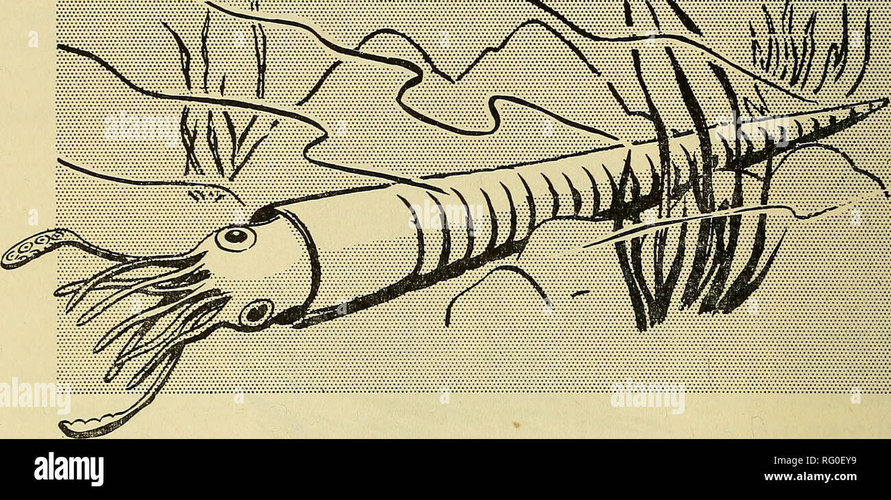 Orthoceras Fossil Plate with Multiple Cephalopods on Modern Stand Orthoceras Fossil Plate with Multiple Cephalopods on Modern Stand