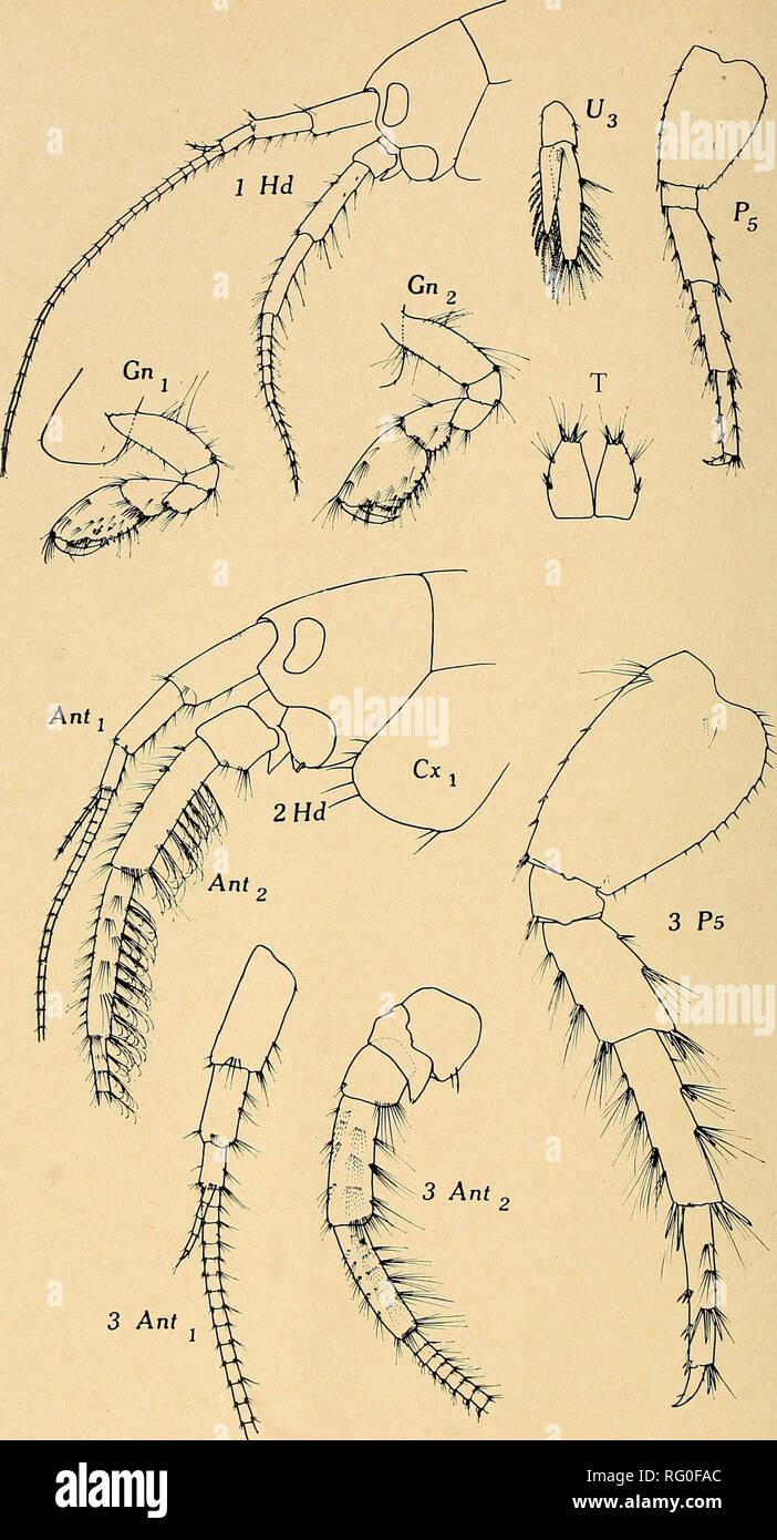 . The Canadian field-naturalist. . 3 Ant Figure 3. Gammarus minus Say Monterey, Virginia. 1. Male, 8.5 mm. Gammarus tigrinus Sexton St. Majorique, Gaspe Bay, Que. 2. Male, 12.5 mm. Gammarus duebeni Lillj. Western Head, Queens Co., N.S. 3. Male, 17 mm.. Please note that these images are extracted from scanned page images that may have been digitally enhanced for readability - coloration and appearance of these illustrations may not perfectly resemble the original work.. Ottawa Field-Naturalists' Club. Ottawa, Ottawa Field-Naturalists' Club Stock Photo