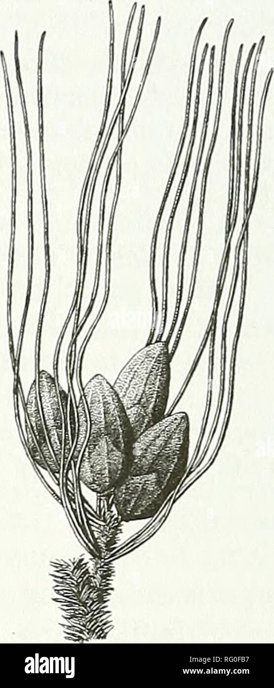 . The Canadian field-naturalist. . Figure 2. Setaria viridis, Green Bristlegrass (drawn by Lee Mennell). Stipa richardsonii Link (Achnatherum richardsonii (Link) Barkw.), Spreading Needlegrass - Yukon: on steep slope found on lower and mid-slope with Arabis, Arctostaphylos uva-ursi, Festuca saximontana and Poa, hill across Tagish Road from Crag Lake, 60°15'30&quot;N 134°28'53&quot;W B. Bennett 01-008, 19 May 2001 (DAO); summit of hill behind Carcross Cutoff, south-facing, pine forest Cowley Creek, 60°35.66'N 134°52.96'W. B. Bennett 99-300, 6 Aug. 1999 (DAO). Douglas et al. (1981) knew this rar Stock Photo