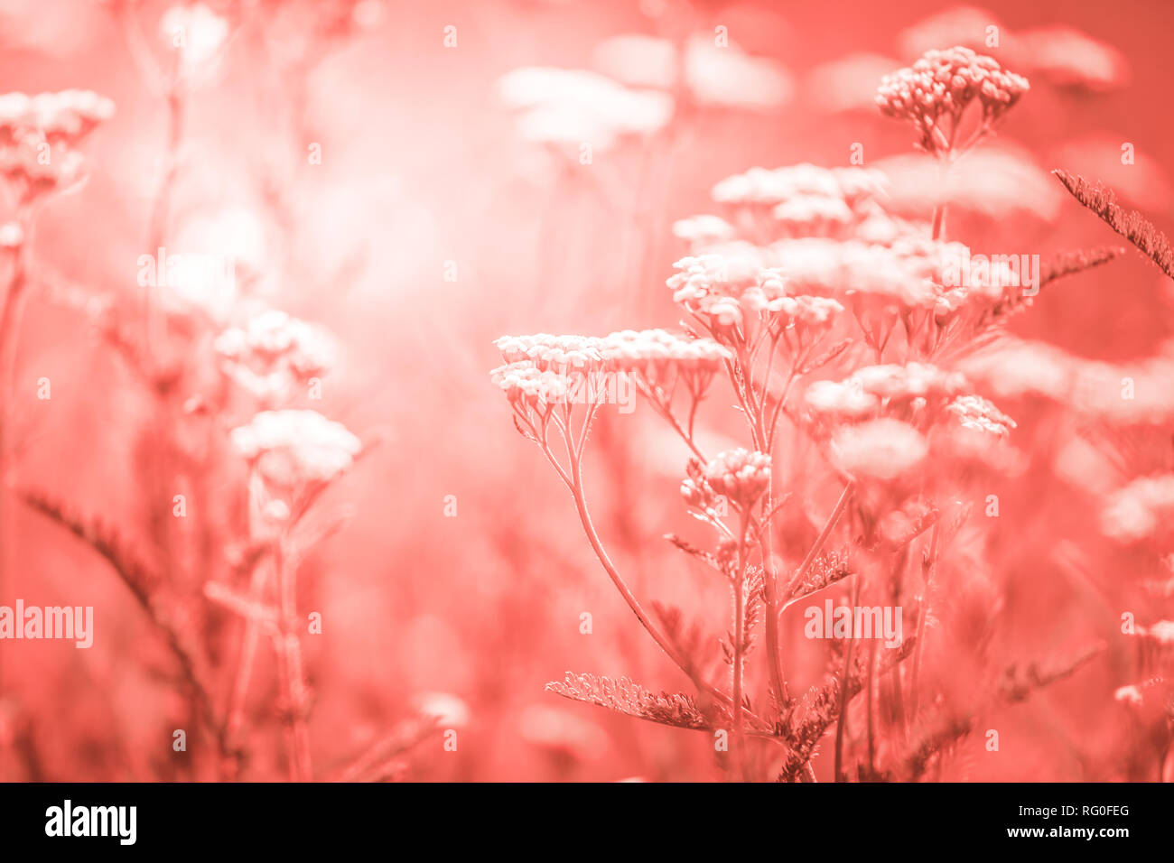 Summer meadow with white flowers of yarrow, focus on the central flower, toned with lovong coral, color of the year 2019 Stock Photo