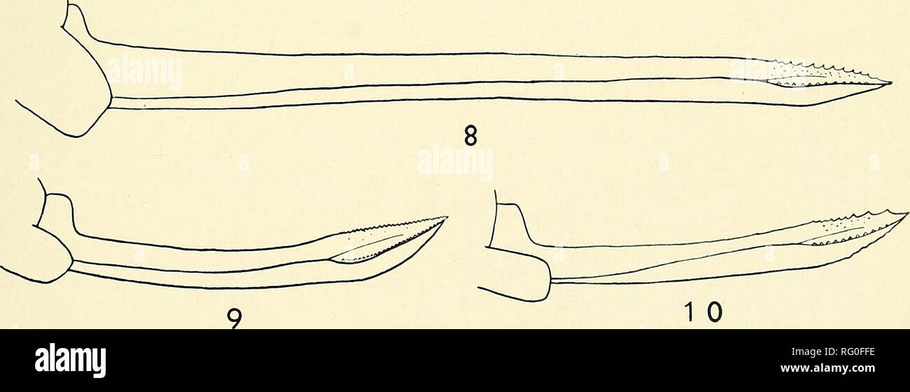 . The Canadian field-naturalist. . Plate I. Figure 1. Colour pattern of face of Nemobius Figure 2. Colour pattern of face of Nemobius Figure 3. Colour pattern of face of Nemobius Figure 4. Colour pattern of face of Nemobius Figure 5. Ovipositor of Nemobius fasciatus Figure 6. Ovipositor of Nem,obius jasciatus Figure 7. Ovipositor of Nemobius griseus Figure 8. Ovipositor of Nem,obius maculatus. Figure 9. Ovipositor of Nemobius cubensis Figui'p 10. 0-ipositor of Nemobius rarolinu.s fascia tus fascial us. m,aculatus. carolinus carolinus. griseus griseus. fasciatus. abortivus. griseus. palustris. Stock Photo
