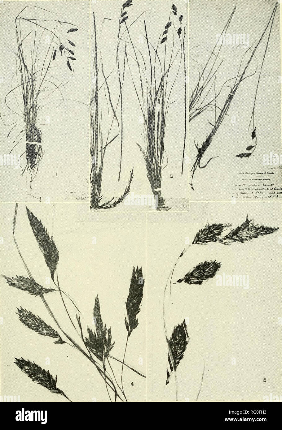 . The Canadian field-naturalist. . Plate I. Fig. 1. Carex misandroides Fern, from Lake Mistassini. — Fig. 2. Type of Carex Franklinii Boott in Kew Garden Herbarium. — Fig. 3. Carex Franklinii Boott from the type region. — Fig. 4. Detail of fig. 1. — Fig. 5. Detail of fig. 2.. Please note that these images are extracted from scanned page images that may have been digitally enhanced for readability - coloration and appearance of these illustrations may not perfectly resemble the original work.. Ottawa Field-Naturalists' Club. Ottawa, Ottawa Field-Naturalists' Club Stock Photo