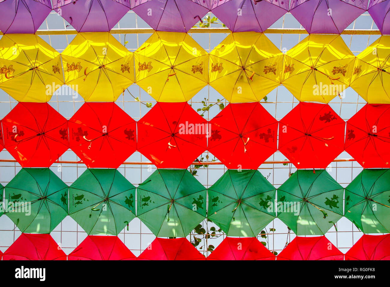 Colorful rainbow roof composition of umbrellas in yellow, red, violet and green at the Miracle Garden Dubai Stock Photo
