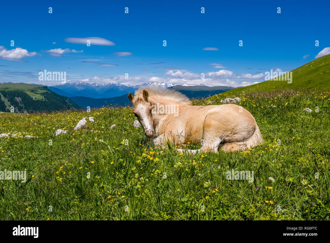 Haflinger foal is lying on green pastures at Seiser Alm, Alpe di Siusi Stock Photo
