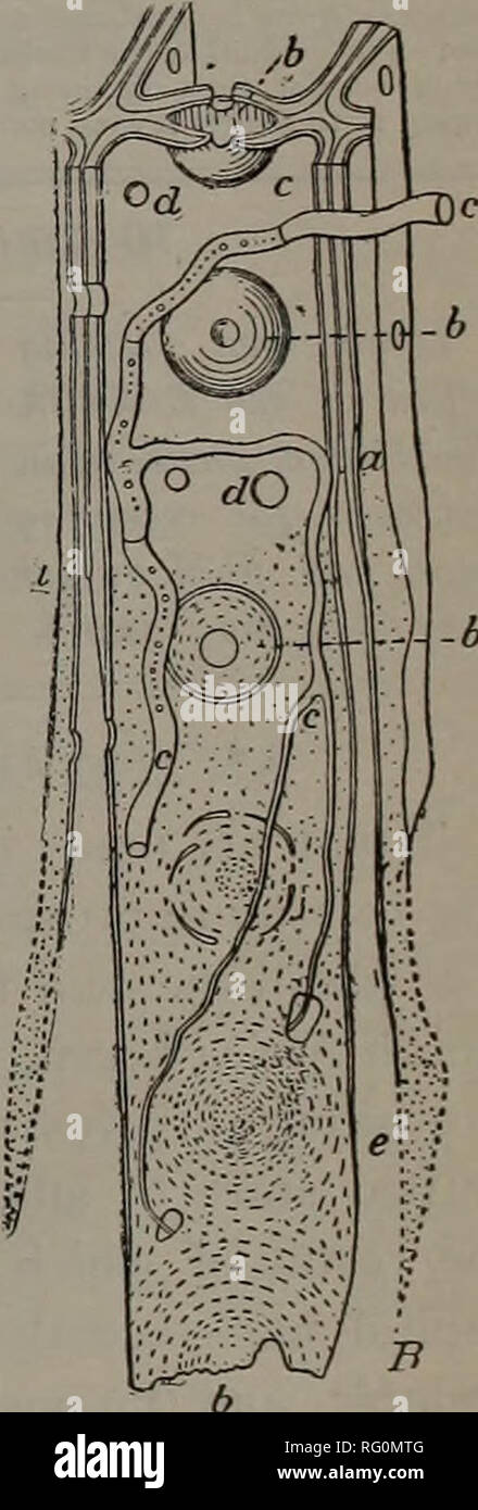 . Canadian forest industries 1894-1896. Lumbering; Forests and forestry; Forest products; Wood-pulp industry; Wood-using industries. Fig. 6.—&quot; Shelf&quot; fungus on the stem ofapine. (Hartig.) a, sound wood; b, resinous &quot; light&quot; wood ; c, partly decayed wood or punk ; d, layer of living spore tubes ; e, old filled up spore tubes ; f, fluted upper surface of the fruiting body of the fungus, which gets its food through a great number of fine threads (the myceli- um), its vegetative tissue penetrating the wood and causing its decay. Illinois which have lain buried 60 or more feet d Stock Photo