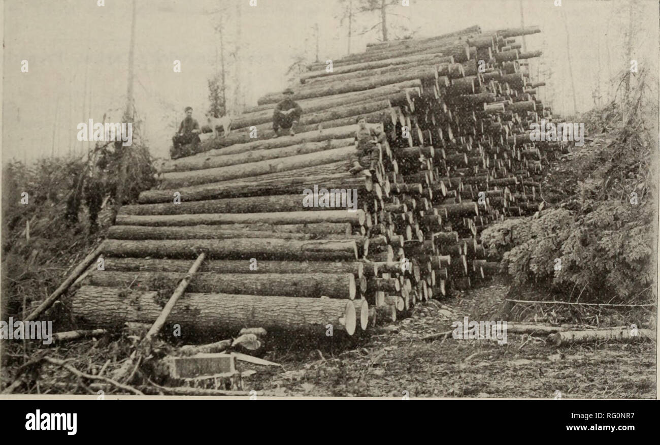 . Canadian forest industries 1909. Lumbering; Forests and forestry; Forest products; Wood-pulp industry; Wood-using industries. CANADA LUMBERMAN AND WOODWORKER 3 J A. F. Holden, Pres. F. H. Goff, Vice-Pres. The J. M Diver, Gen'l. Mgr. E. C. Barre, Ass't. Mgr. Cleveland - Sarnia Saw Mills Co., Limited. A Monster Skidway on our Limits at Nairn, Ont. Some of Our Specialties We are manufacturers of White Pine Lumber in all the different grades and thicknesses. Any length furnished, from ten feet to sixty feet. Always ready to quote on heavy construction timber, bridge timber, ship timber, ship dec Stock Photo