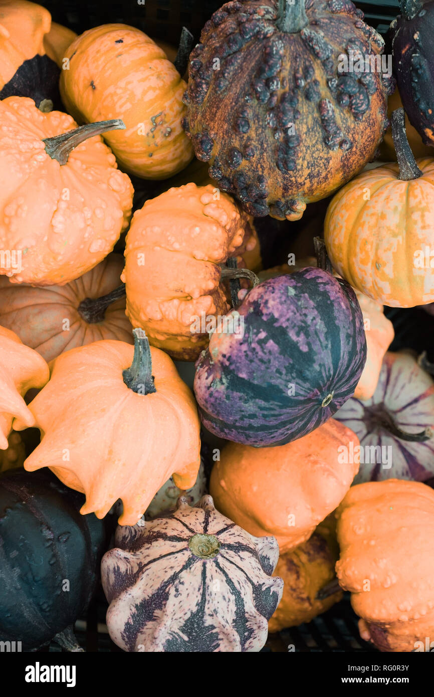 pumpkin-974557s.jpg - RG0R3Y Stock Photo