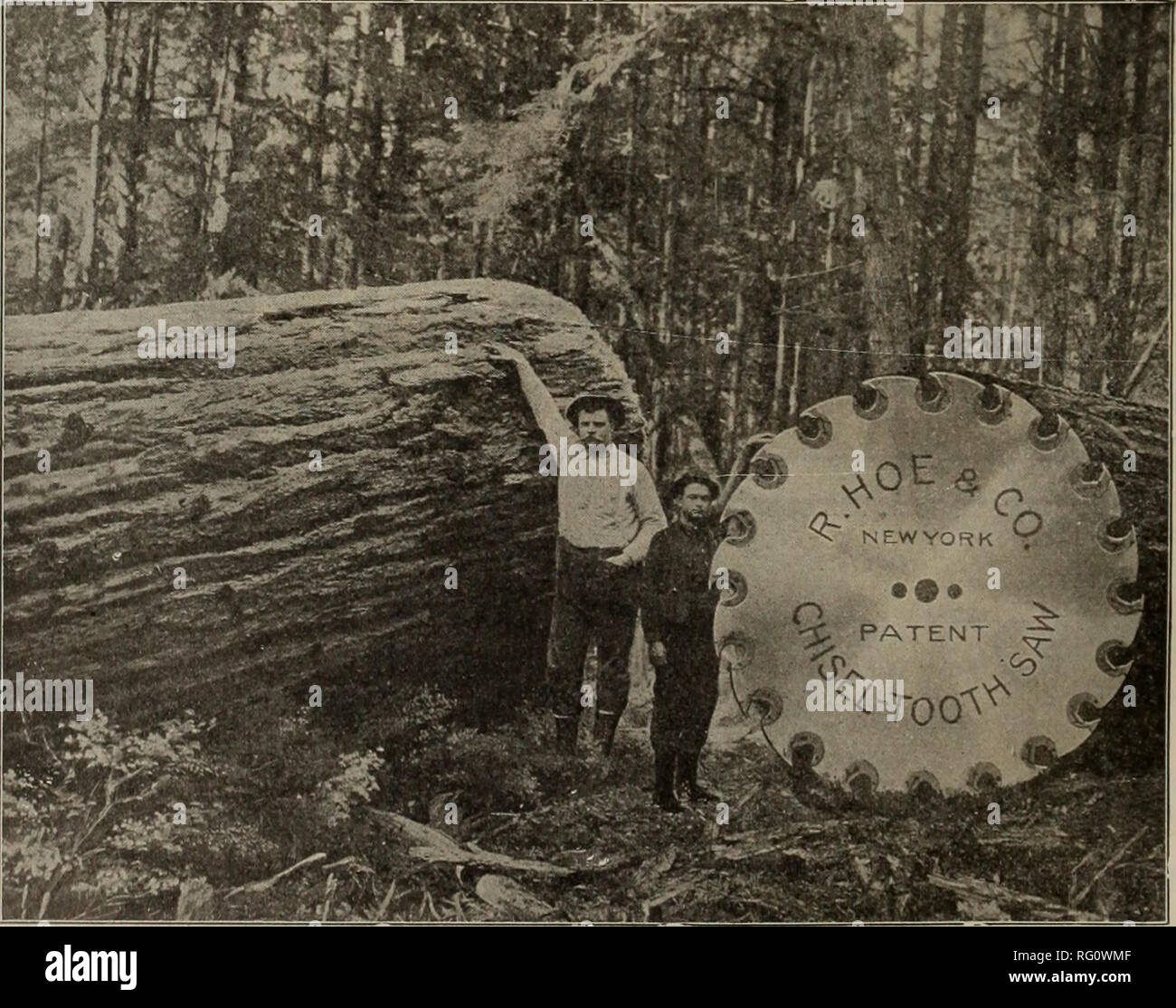 . Canadian forest industries 1907. Lumbering; Forests and forestry; Forest products; Wood-pulp industry; Wood-using industries. H0F1US STEELS EQUIPMENT GO. Main f8l2-'3-'4-'5-'6 Lowman Bldff. °ffice (SEATTLE, Wash. Branches-I PORTLAND. ORE. 515 Chamber of Commerce. Rails, Coaches, Locomotives, Freight Cars, Logging Cars, Dump Cars, Hand Cars, Velocipede Cars, Second Hand Lo- comotives, Plates, Frogs, Switches, Spikes, Headlights, Lanterns, Railway Ties, Railway Supplies, Second Hand Rail- way Equipment, Bolts, Pig Iron, Tin Plate, Wire Rope, Machinery, Steam Shovels, Steam Pumps, Merchant Stee Stock Photo