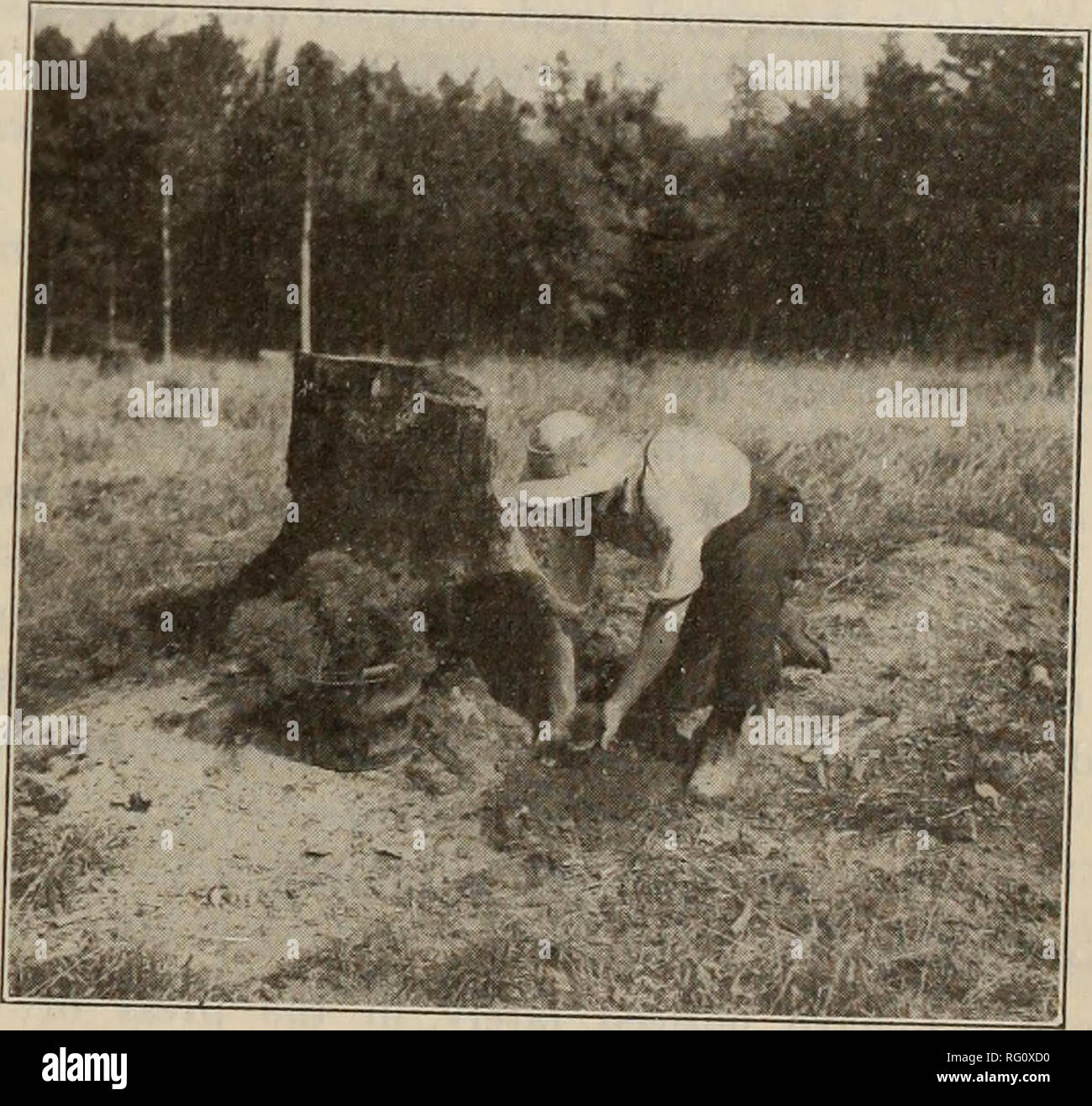 . Canadian forest industries 1907. Lumbering; Forests and forestry; Forest products; Wood-pulp industry; Wood-using industries. Fig. 2—White Pines. a— i Year-old Sudlin c—3 Year-old Transplant 6—2  ear-old Sudlm d— 4 Year-old Transplant sary in extreme conditions to use such species as Jack Pine (Pinus Divaricate), Scotch Pine (Pinus Sylvestris), Red Pine (Pinus Resinosa) On better classes of land it may be advisable to use White Pine In nearly every large area there exist local spots in which it might be advis- able to introduce hardwoods, as Red Oak, Chestnut and Black Locust. Extreme condi Stock Photo