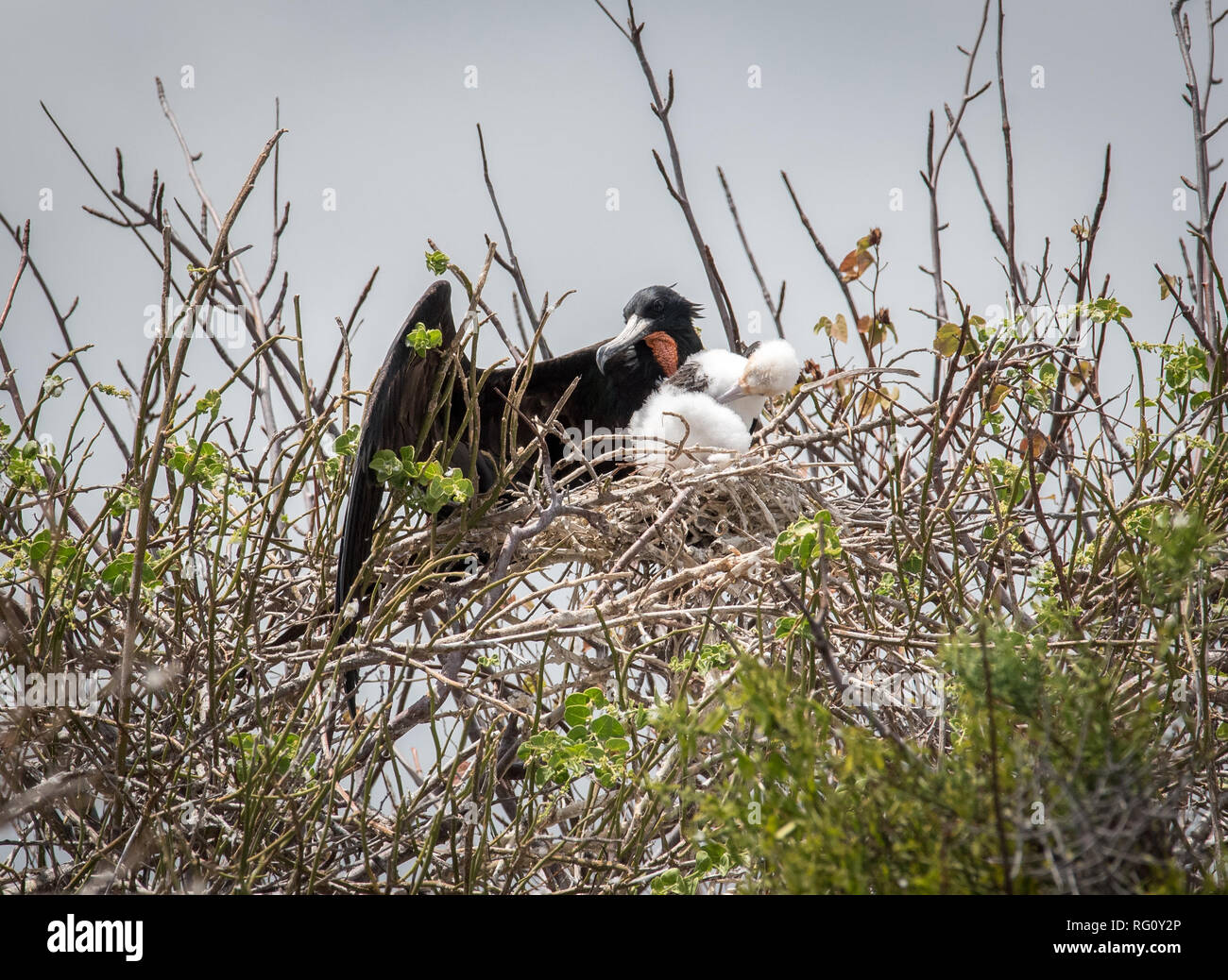 Great Frigatebird with it's chick in Galapagos Stock Photo
