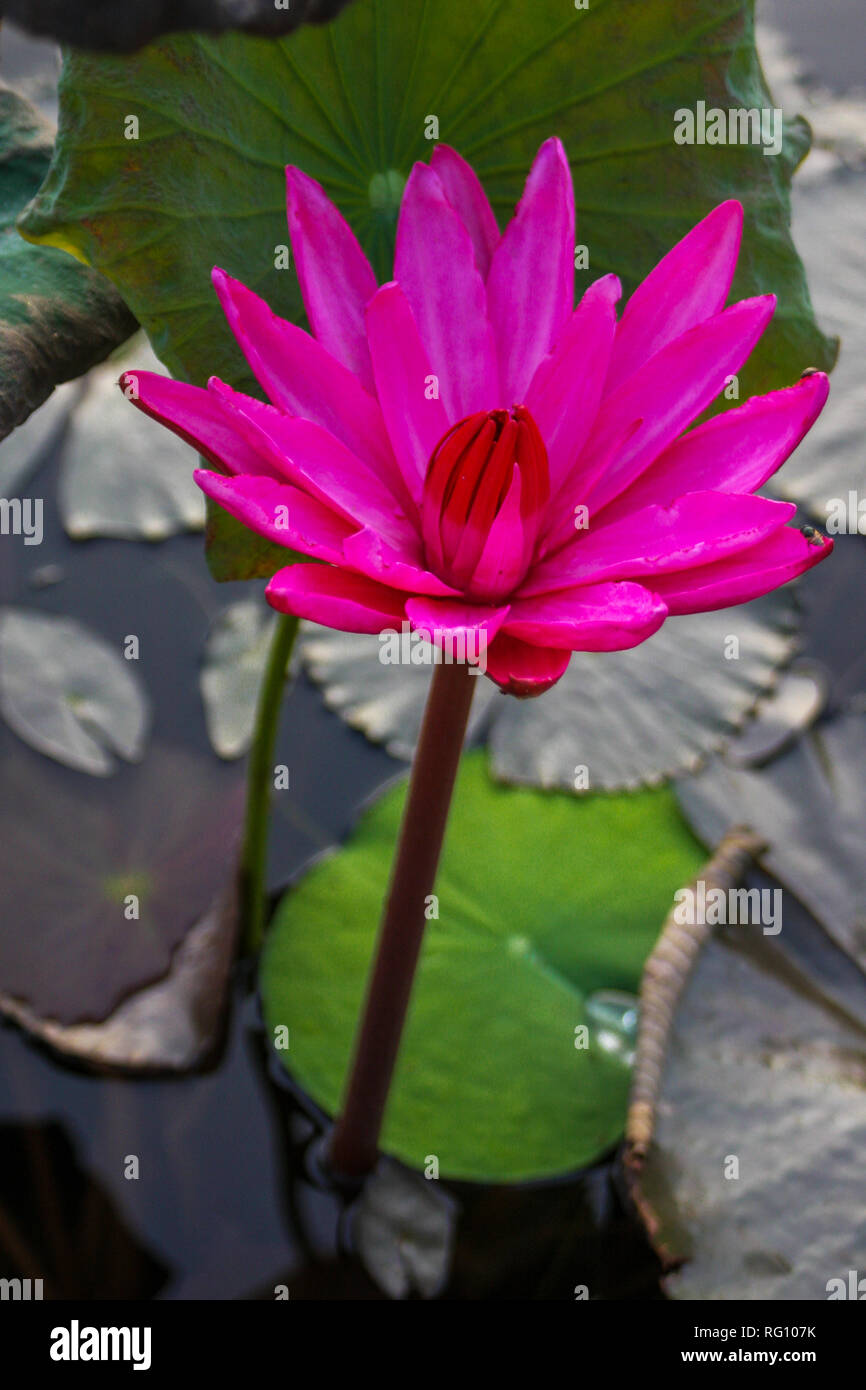 water lily (Lotus flower Stock Photo Alamy