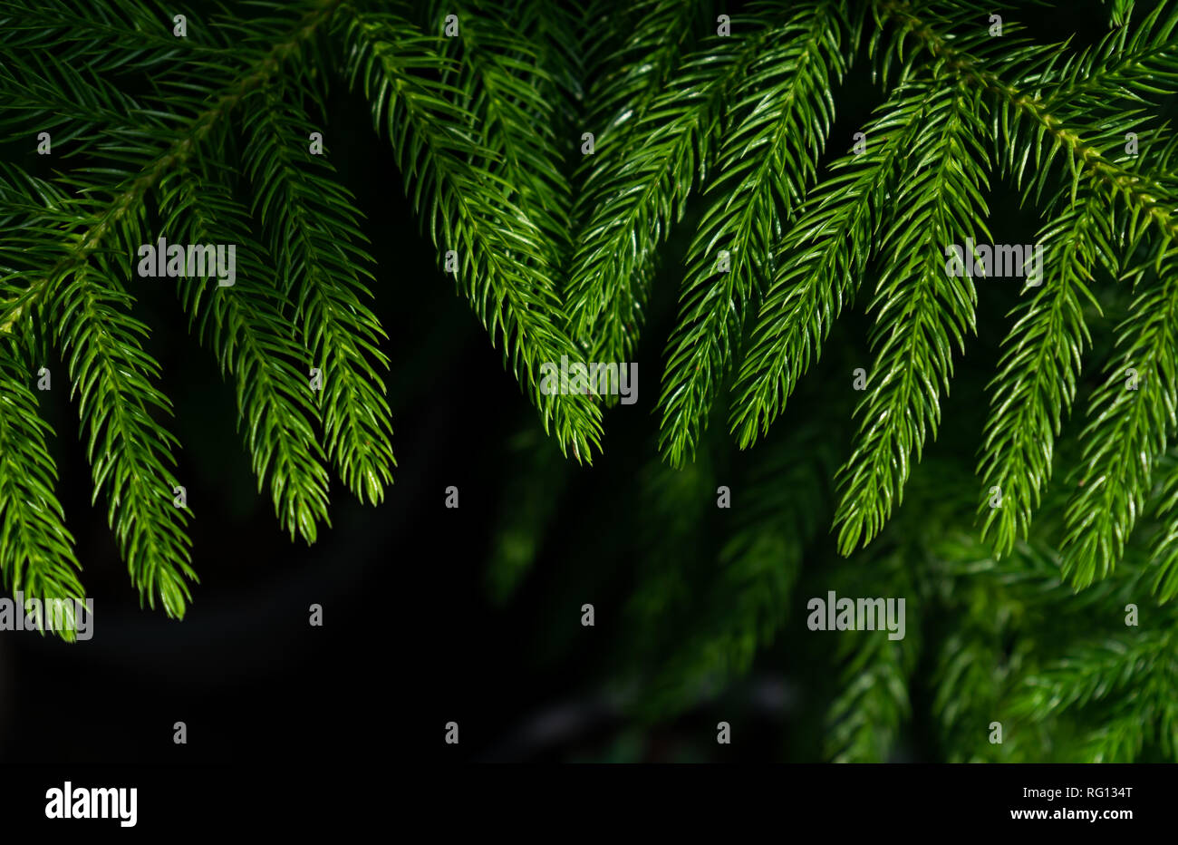 Evergreen leaf Stock Photo Alamy