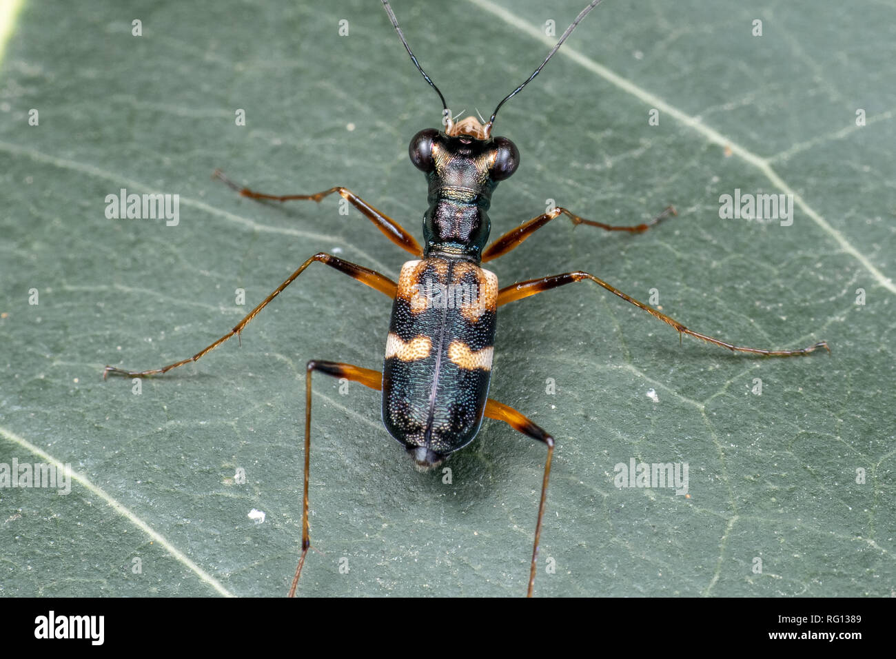 Tree trunk tiger beetle, Distipsidera sp, on a leaf in tropical rainforest, Queensland, Australia Stock Photo