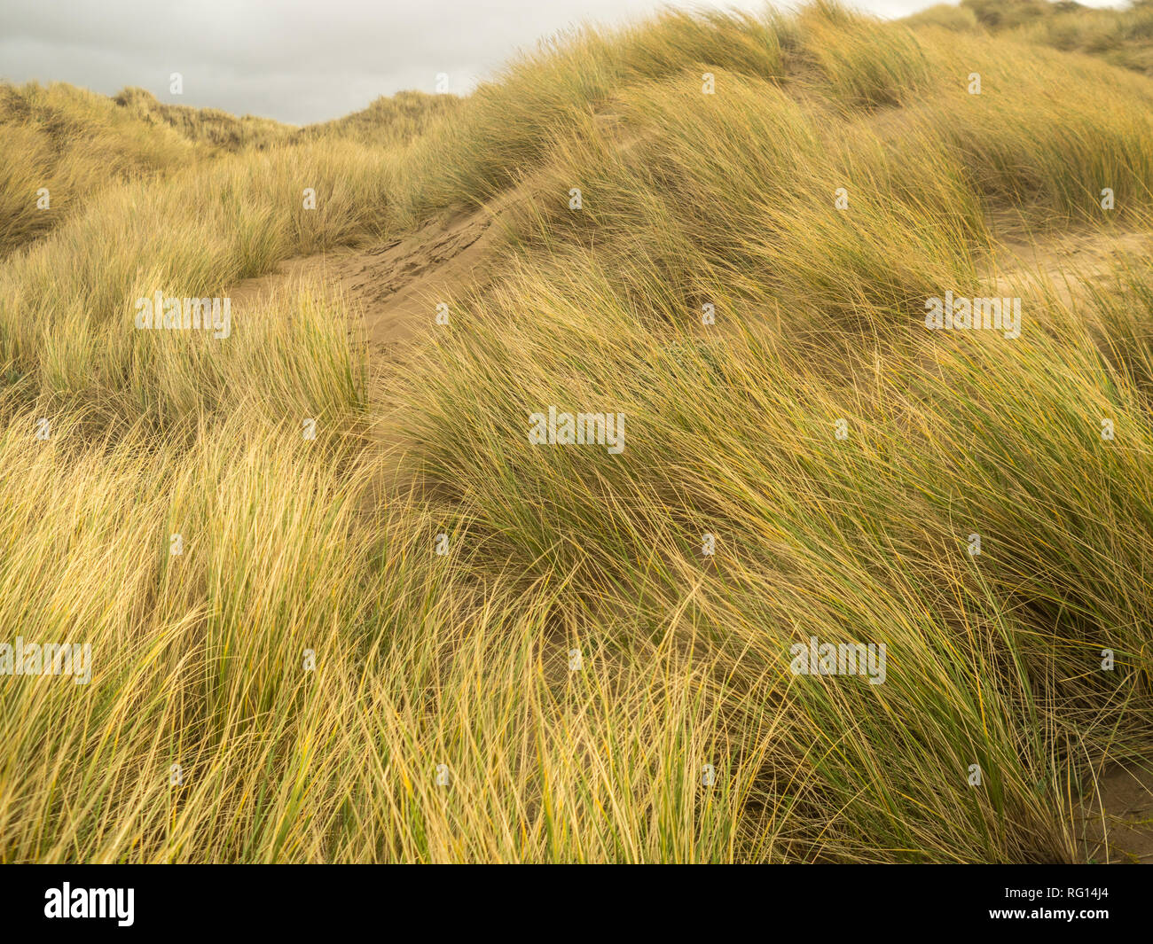 beautiful marram grass swaying in the gentle breeze at Saunton sands in Devon , England Stock Photo