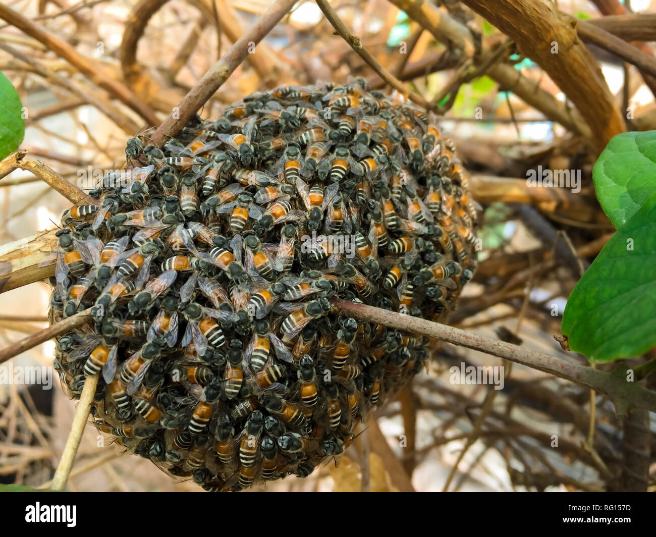 a little bee nest Stock Photo