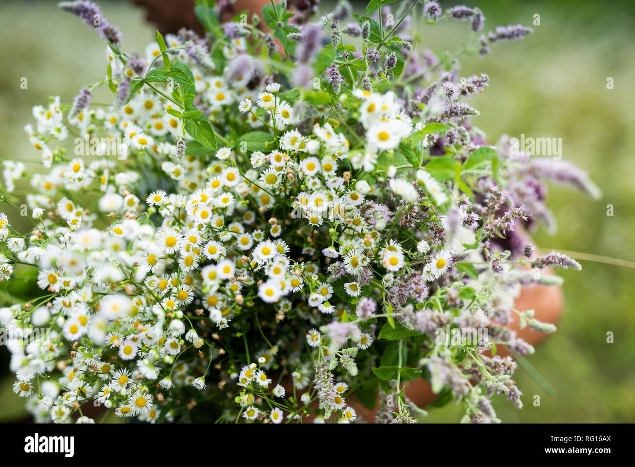 Bouquet of tiny white flowers growing in the rock. Warm and cool summertime in the mountains. Stock Photo