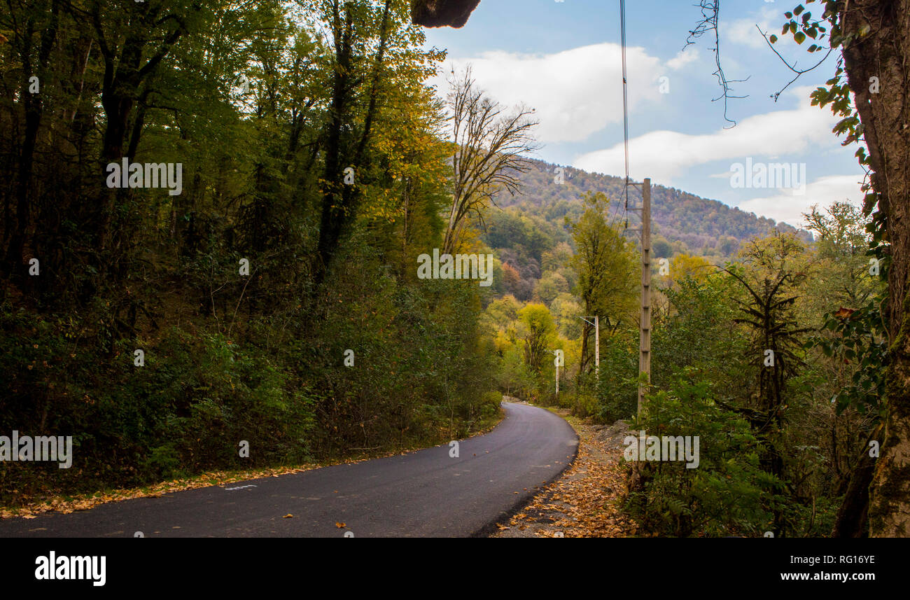 Road in foggy forest in rainy day in spring. Beautiful mountain curved roadway, trees with green foliage in fog and overcast sky. Landscape with empty Stock Photo