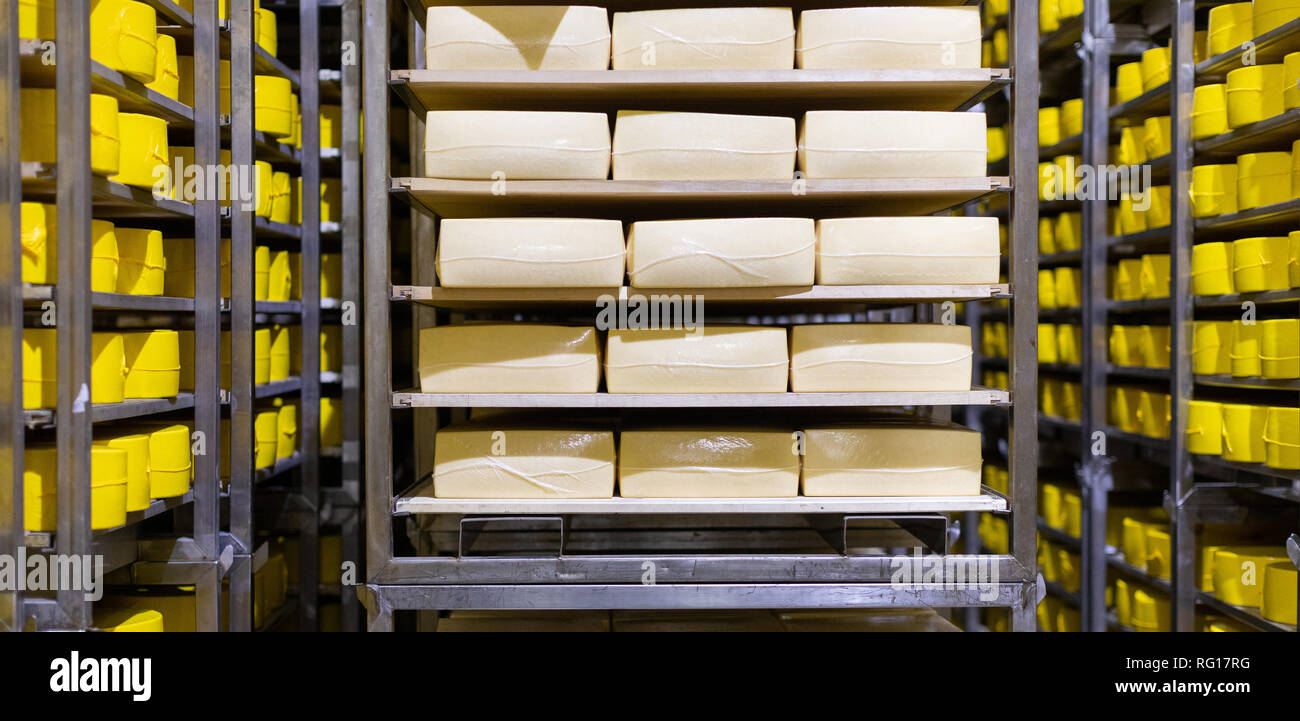 Cheese storage background with accent on big heads of fresh cneese ...