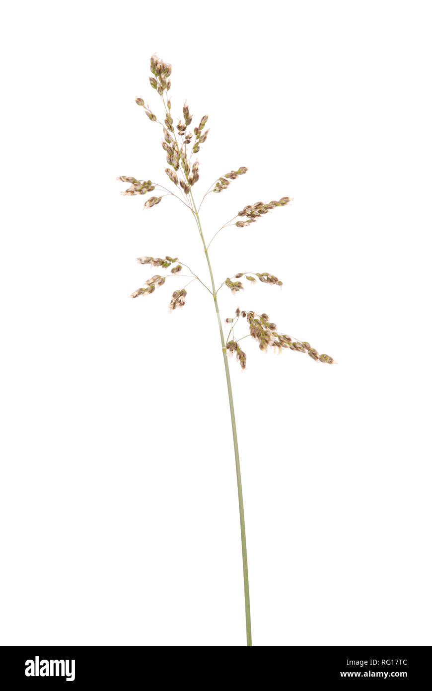 Green grass spikelet,  isolated on a white, close up Stock Photo