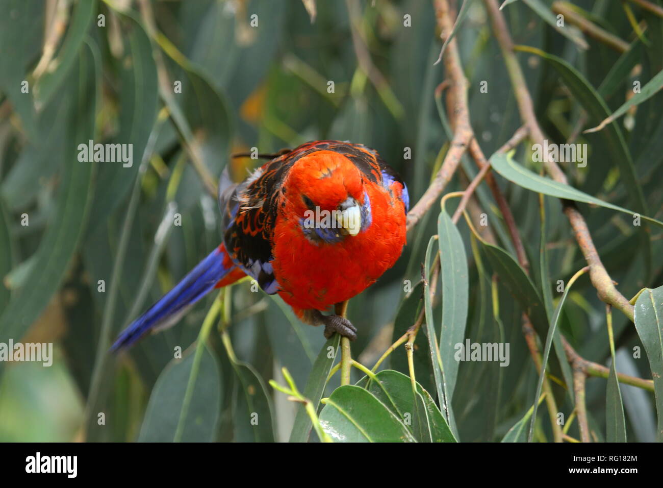Blue lory hi-res stock photography and images - Page 6 - Alamy