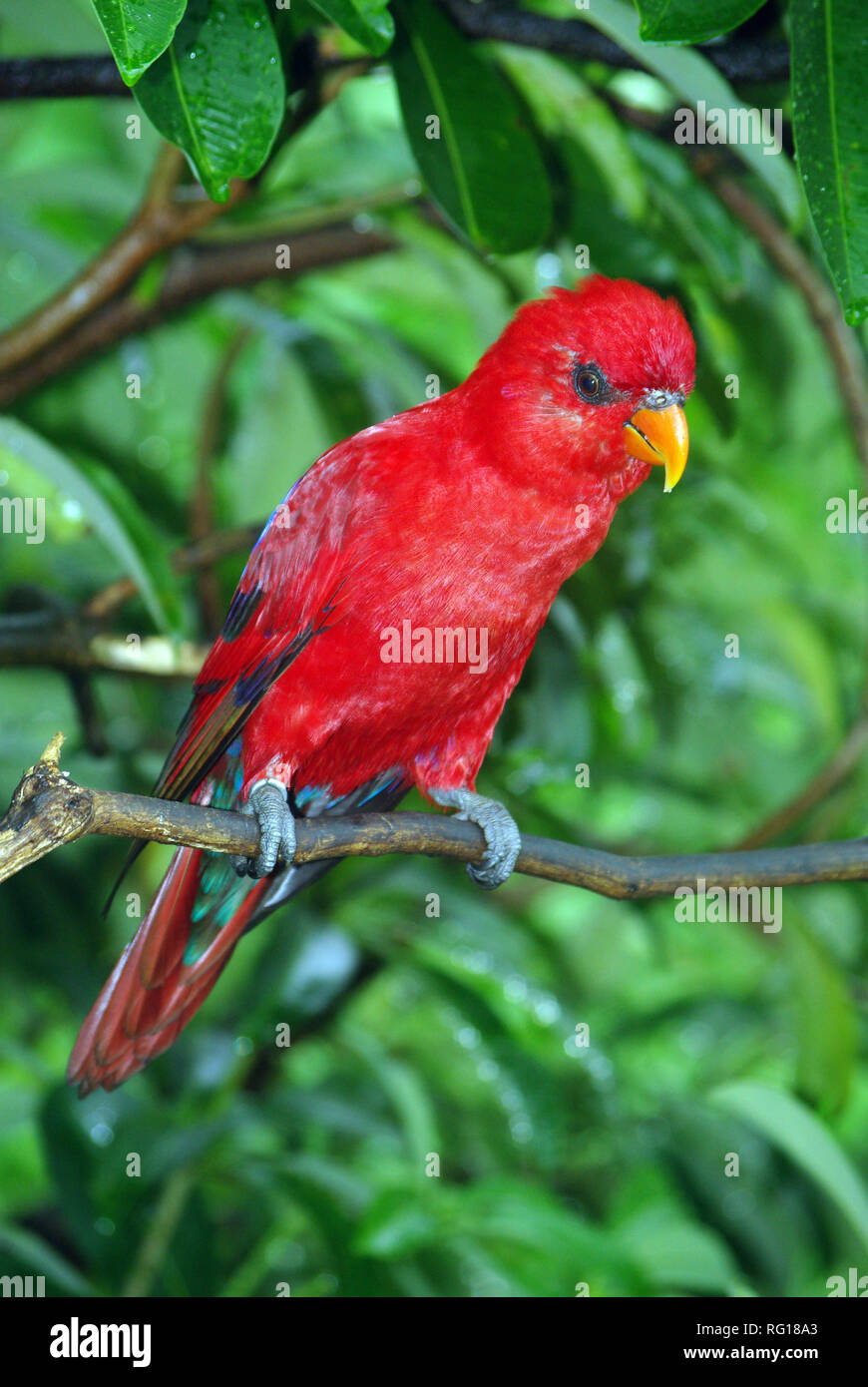 Red lory (Eos bornea) Stock Photo