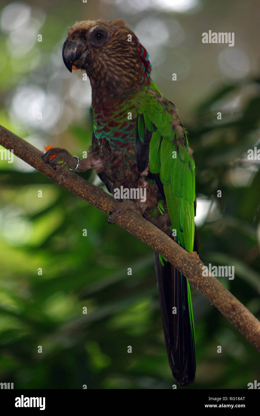 Red fan parrot (Deroptyus accipitrinus Stock Photo - Alamy