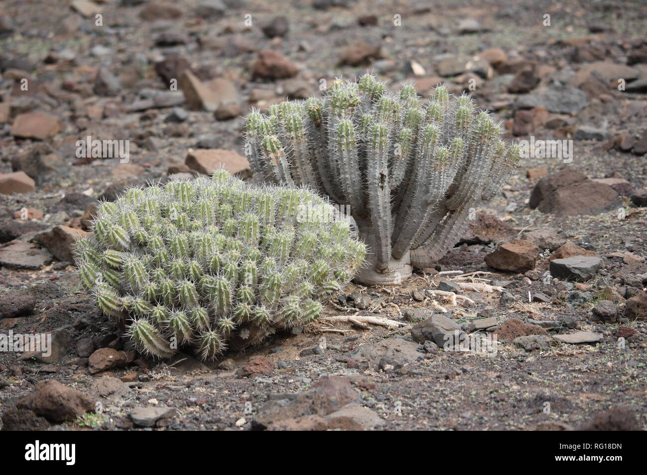 Euphorbia handiensis growing in the Jandia Nature Reserve near the town of Morro Jable, Fuerteventura. Stock Photo