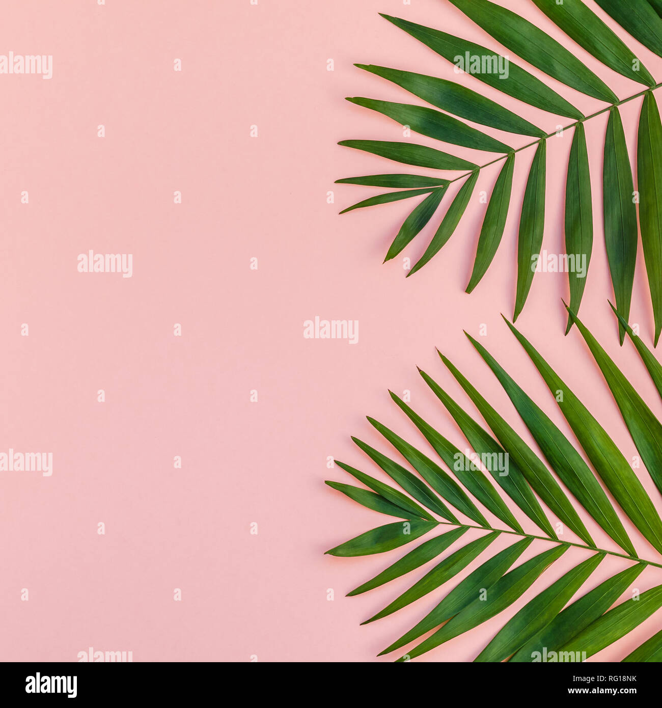 Creative flat lay top view of green tropical palm leaves millennial ...