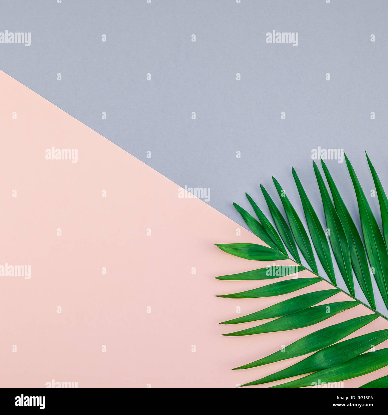 Creative flat lay top view of green tropical palm leaves on color paper ...