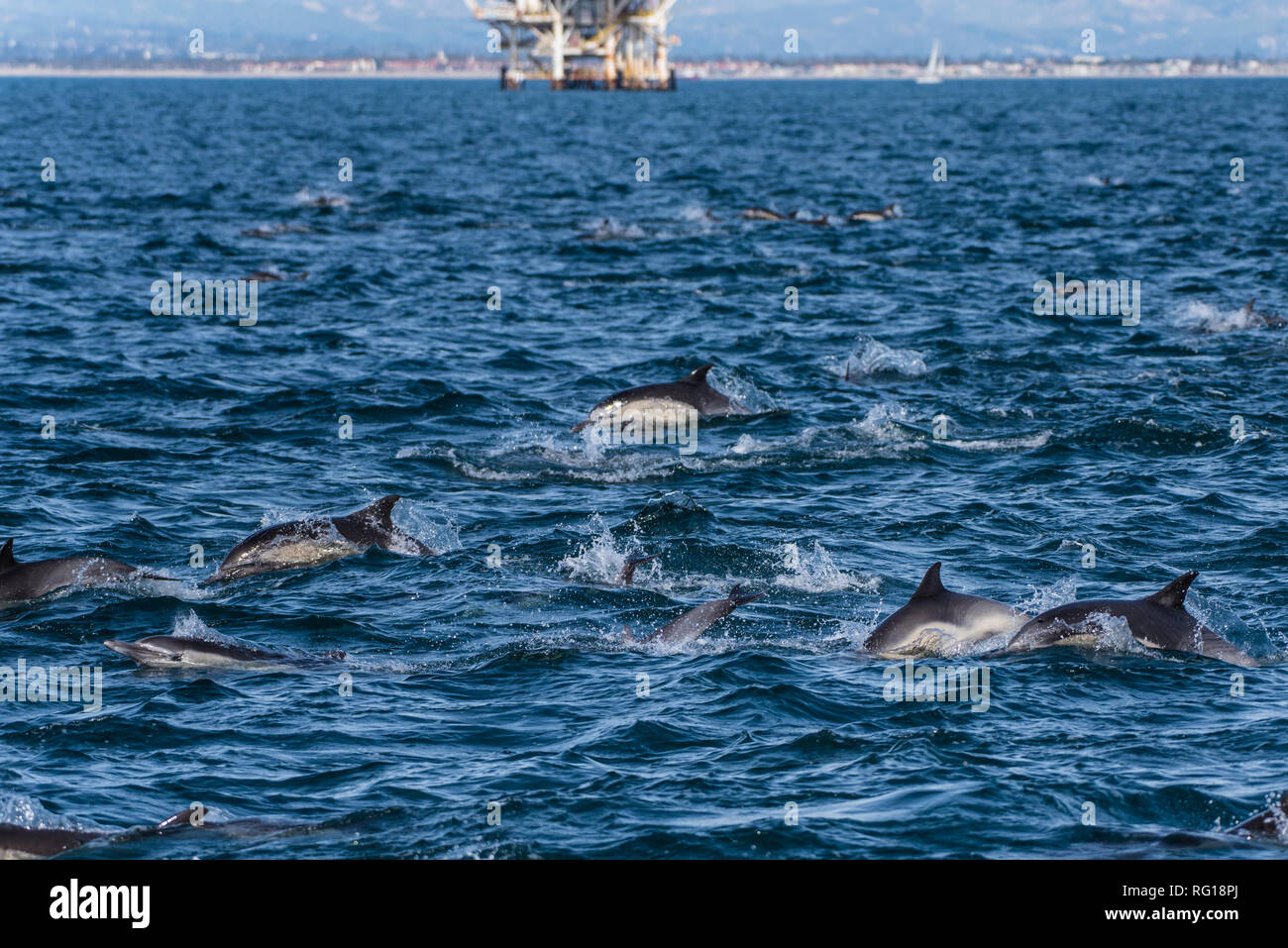 Energetic dolphin pod swimming and jumping in the ocean surface with ...