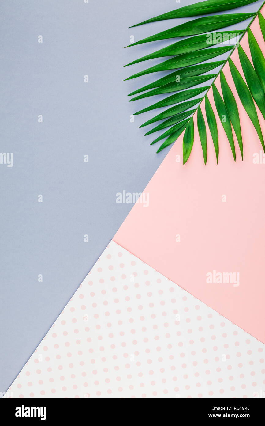 Creative flat lay top view of green tropical palm leaves on color paper ...