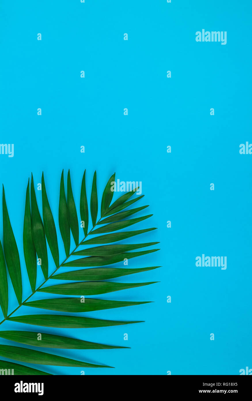 Creative flat lay top view of green tropical palm leaves on color paper ...