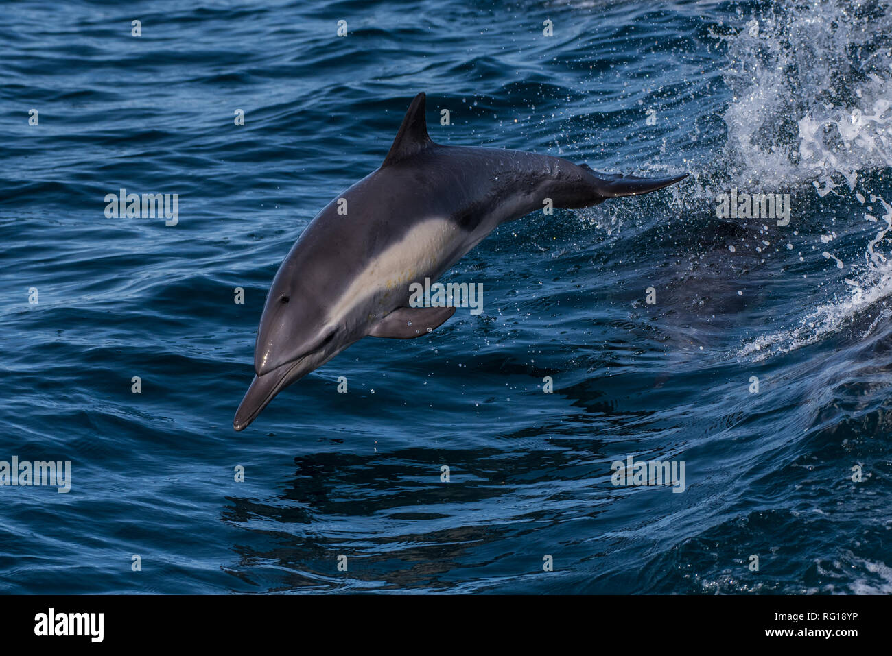Energetic dolphin playfully jumping with full body completely out of water while swimming at top speed in the Santa Barbara Channel. Stock Photo