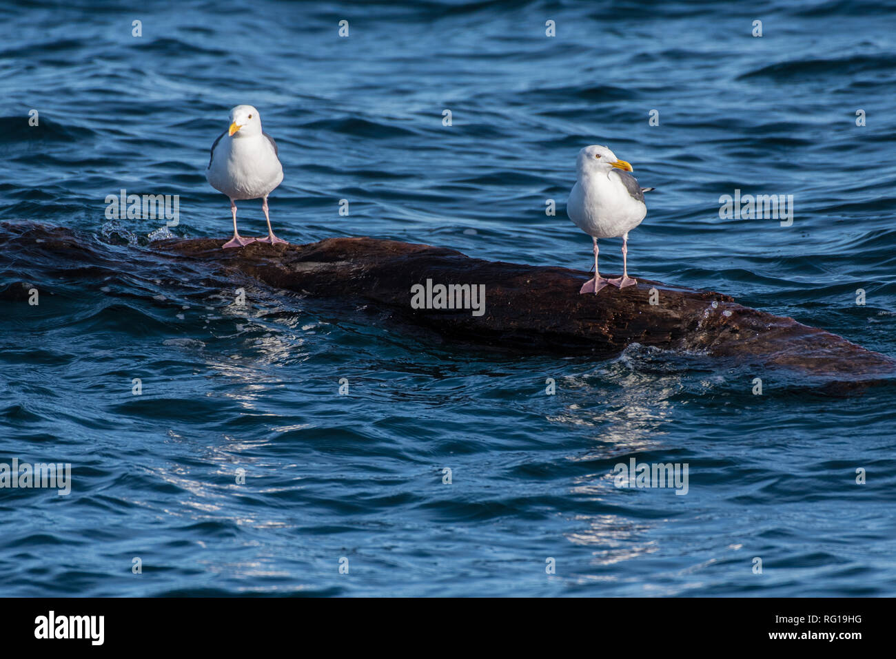 Pair of seagulls sharing a floating log and remaining dry while out in the Pacific Ocean. Stock Photo