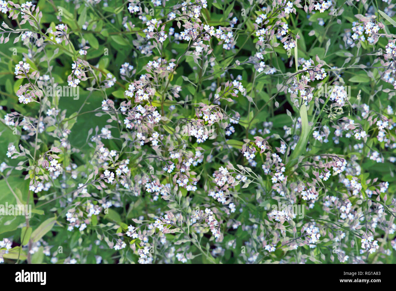 bloom in the garden. Beautiful perennial flowers. Flower