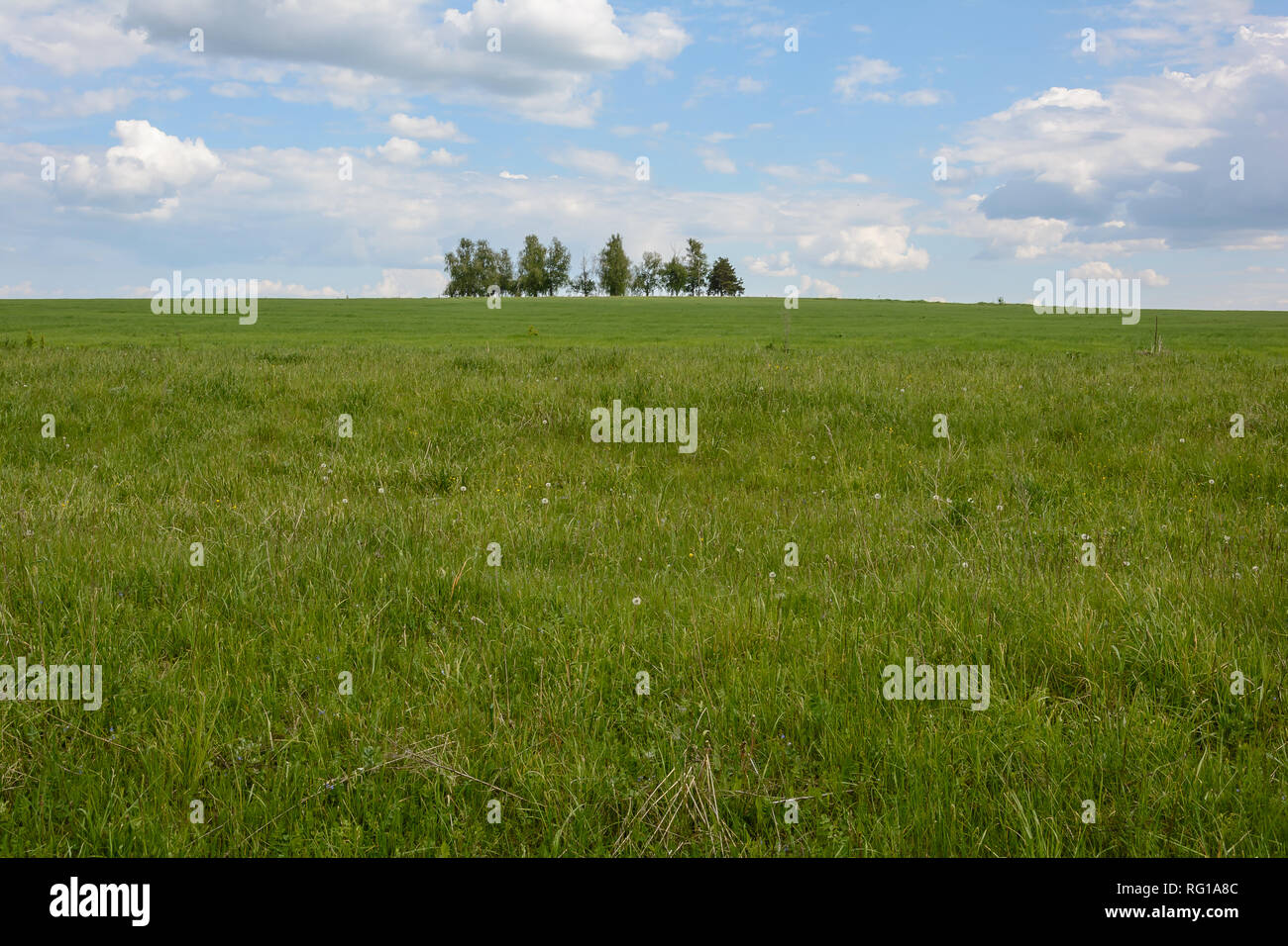 Lonely trees in the field hi-res stock photography and images - Alamy