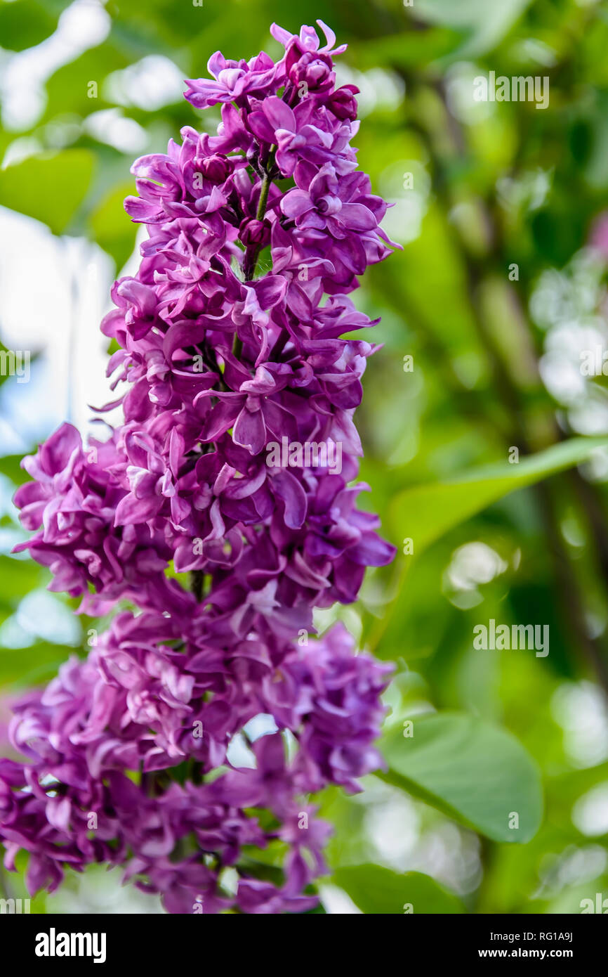 Lilac flowers on a bush branch Stock Photo